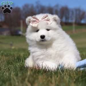 Millie, Samoyed Puppy